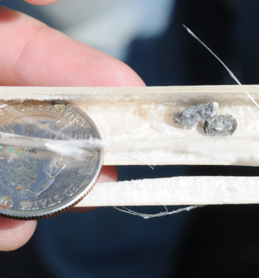 Figure 4. Sclerotia inside canolastem.