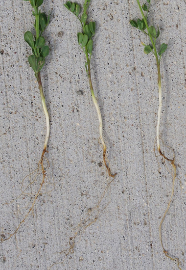 Figure 2b. Fusarium root rot stem and root symptoms in b) lentils
