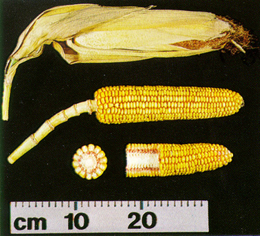 Figure 17. R6 ear and shank.