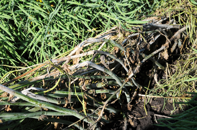 Sclerotinia stem rot damage of canola.