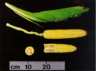 Figure 15. R4 ear and shank.