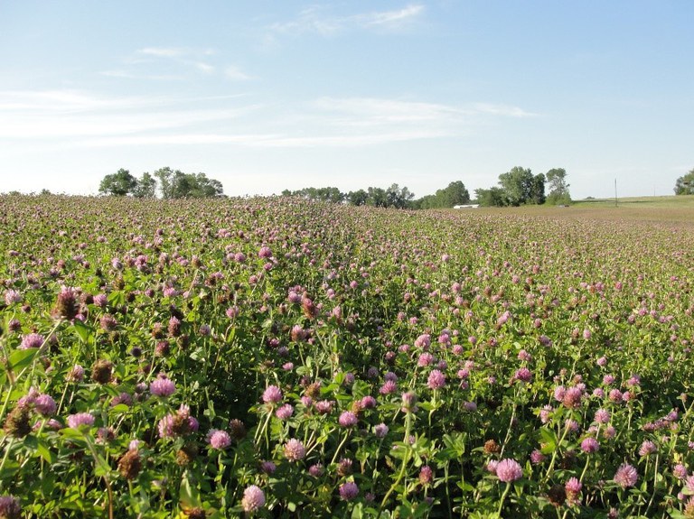 Red clover field, Lake Park, Minn., July 2011.