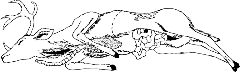 Figure 2 Field Dressing
