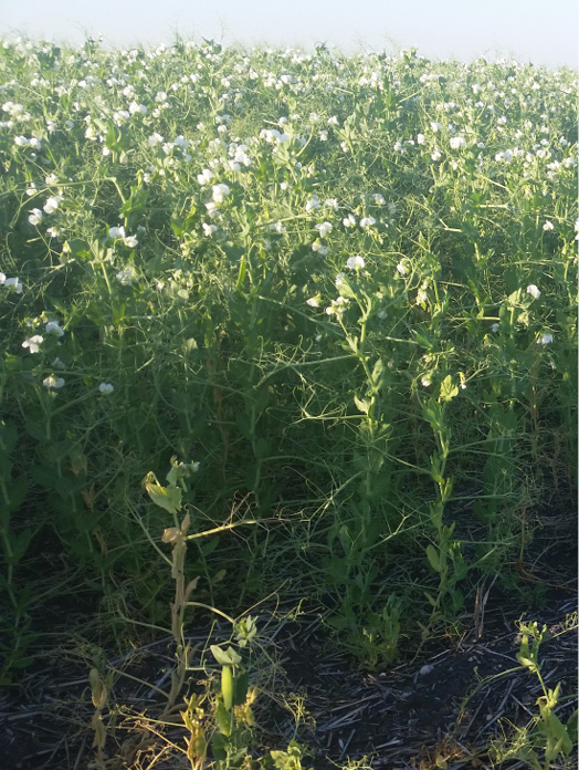Figure 8. Images from the same field: top half had one less year of peas, bottom half shows severe root rot due to seeding in a very wet spring.