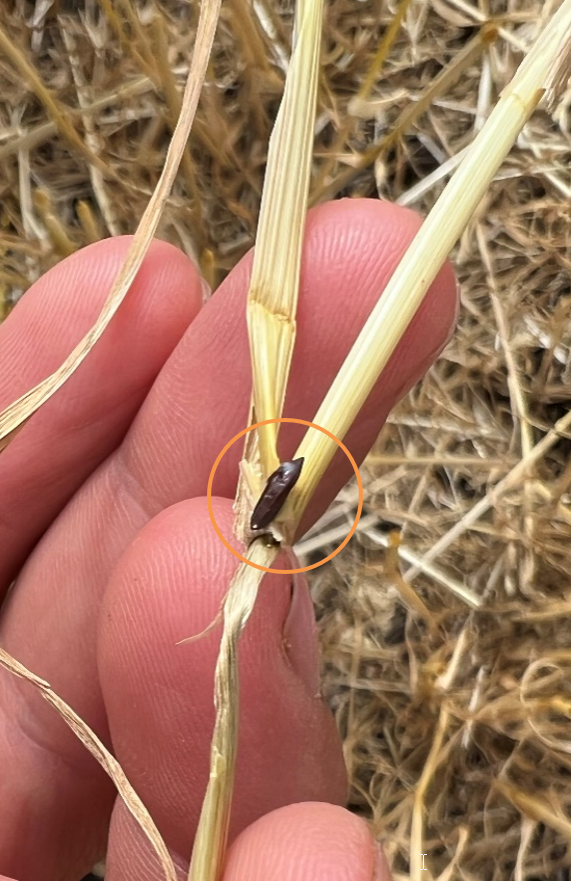 A close-up view of a small black insect that about the size and shape of a long grain of rice yellow wheat stem