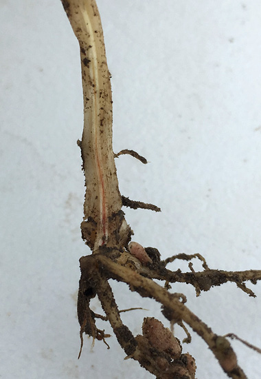 Figure 2c. Fusarium root rot stem and root symptoms, c) discoloration of vascular tissues