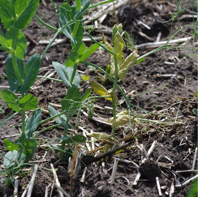 Figure 5b. Symptoms of Aphanomyces root rot in pea. b) above-ground symptoms