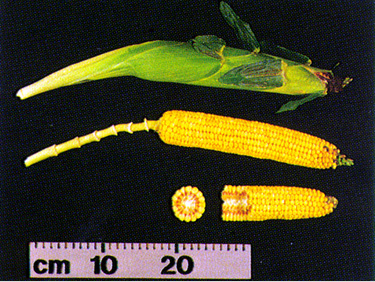 Figure 16. R5 ear and shank.
