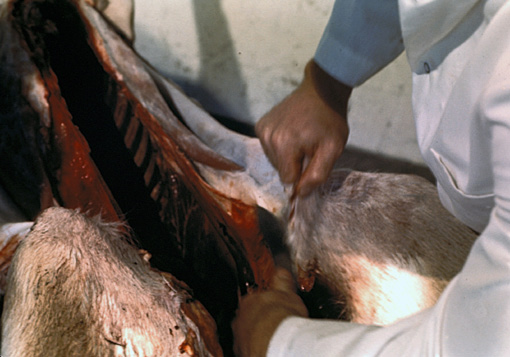 Figure C. Loosening pelt along flank.