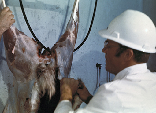 Figure E. Pulling pelt from rounds.