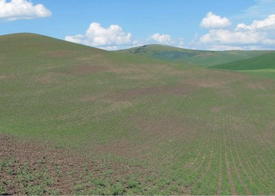 Figure 6. Large areas of poor emergence due to seed rot and damping off caused by Pythium spp.
