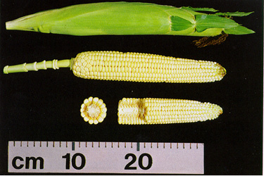 Figure 14. R3 ear and shank.