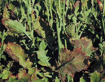 Figure 5. Later season S-deficiency symptoms in canola: cupping, purpling along leaf margins and bracts, and narrow leaf structure.