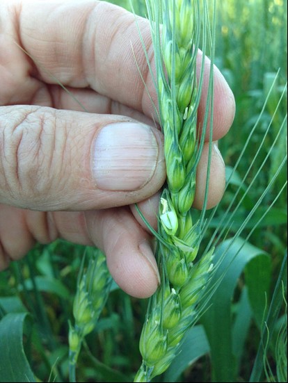 Spring wheat at immediately post-anthesis stage of growth, ready for supplemental N application if warranted.