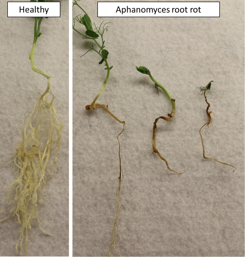On the left, a healthy field pea plant with an extensive root system. On the right, three plants with root rot showing a single main root and few or no branches.