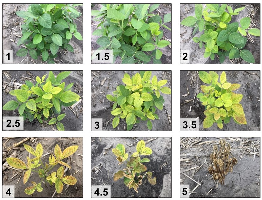 Nine photos of soybean plants showing iron deficiency chlorosis severity from 1 (slight yellowing) to 5 (leaves brown and wilted).