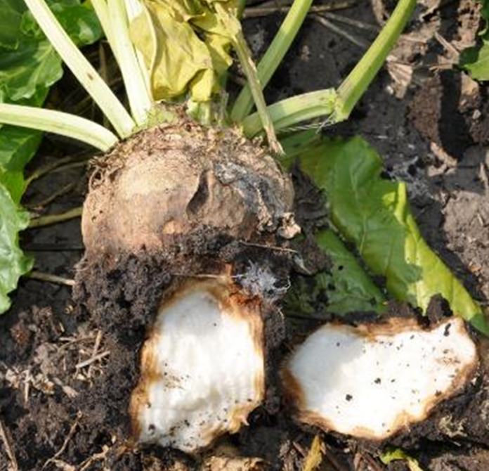 A sugarbeet removed from the soil with the bottom broken off, showing a brown rot line at the edge of the white root flesh.