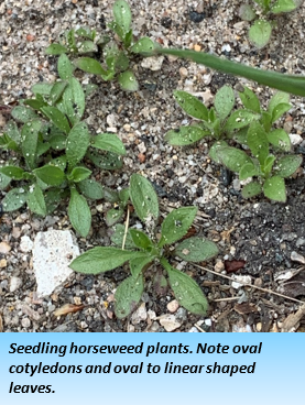 Several small, dark green plants are clustered if black dirt with a layer of light-colored stones.