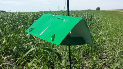 Pest Trap