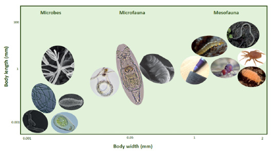 Figure 2: Illustration of the approximate sizes of soil organisms involved in litter decomposition inside mesh litterbags.