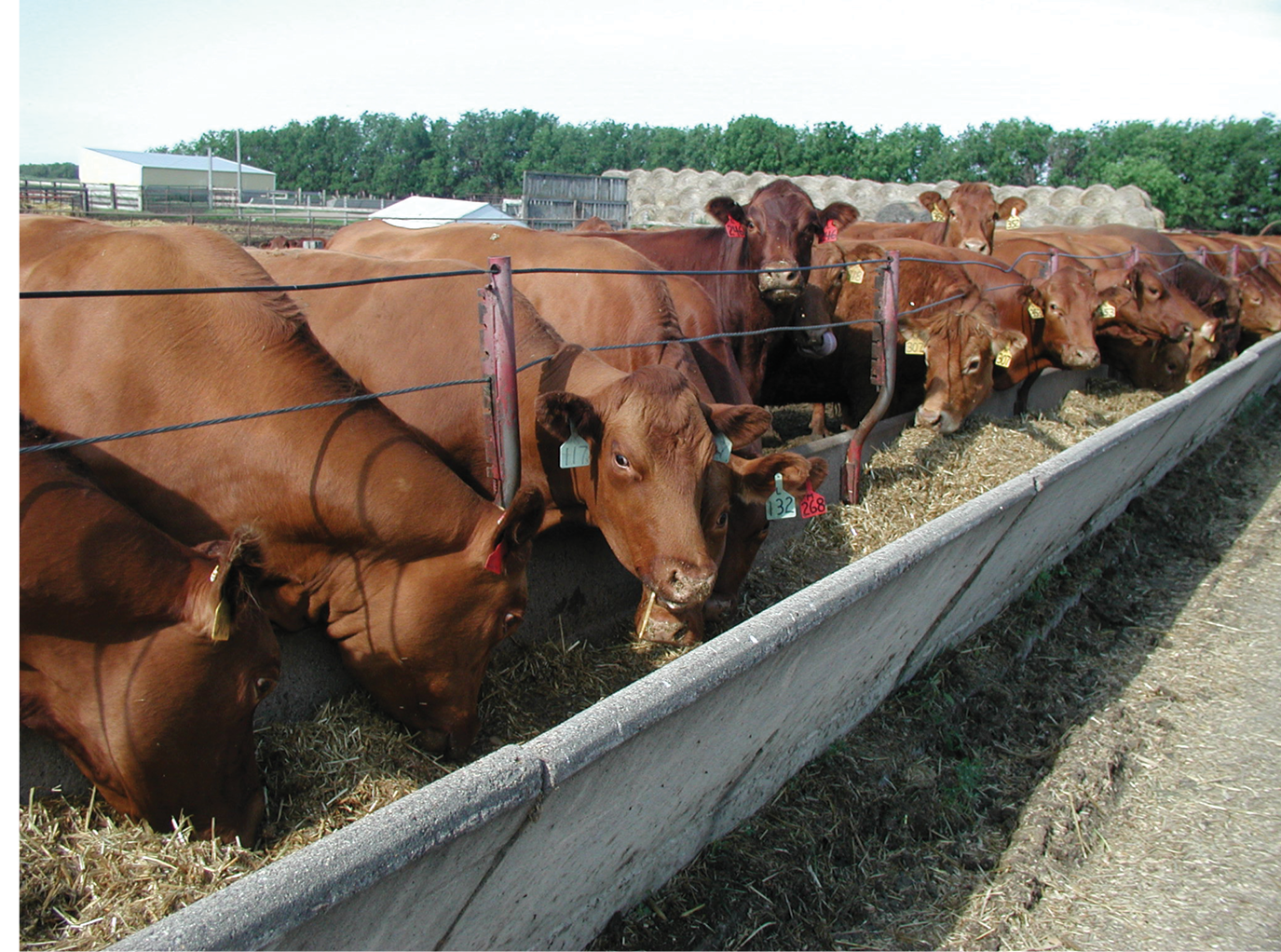 Beef Cattle