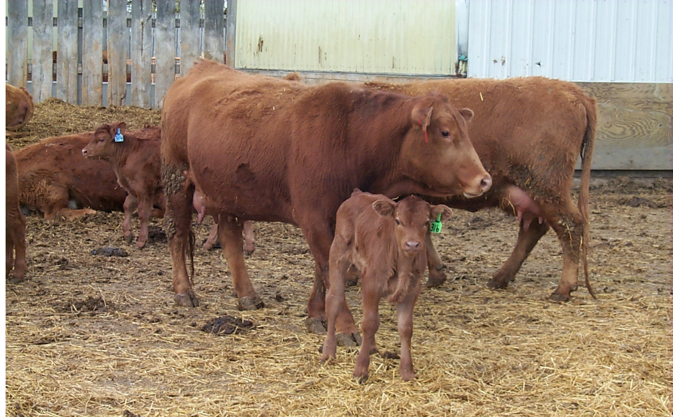 Beef Cattle