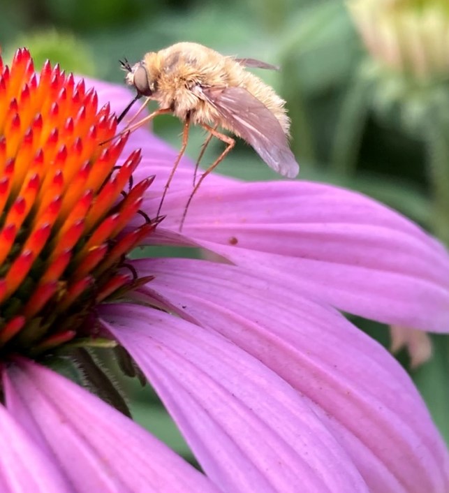 A close-up of an Echinacea flower with orange center and purple petals. A fuzzy yellow-tan fly with long legs drinks nectar from the center.