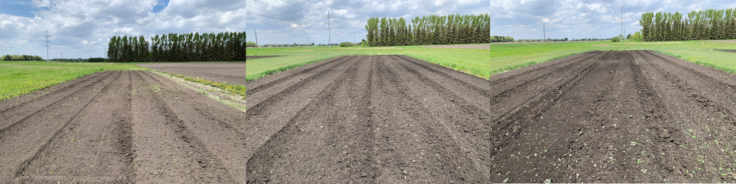 Pictures 1-3: Seedbed differences between replications 1 (low-moderate salinity-sodicity), 2 (moderate-high), and 3 (very high) on June 9, 2022.
