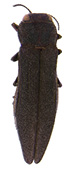Bronze birch borer