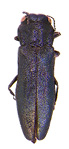 Honeysuckle borer