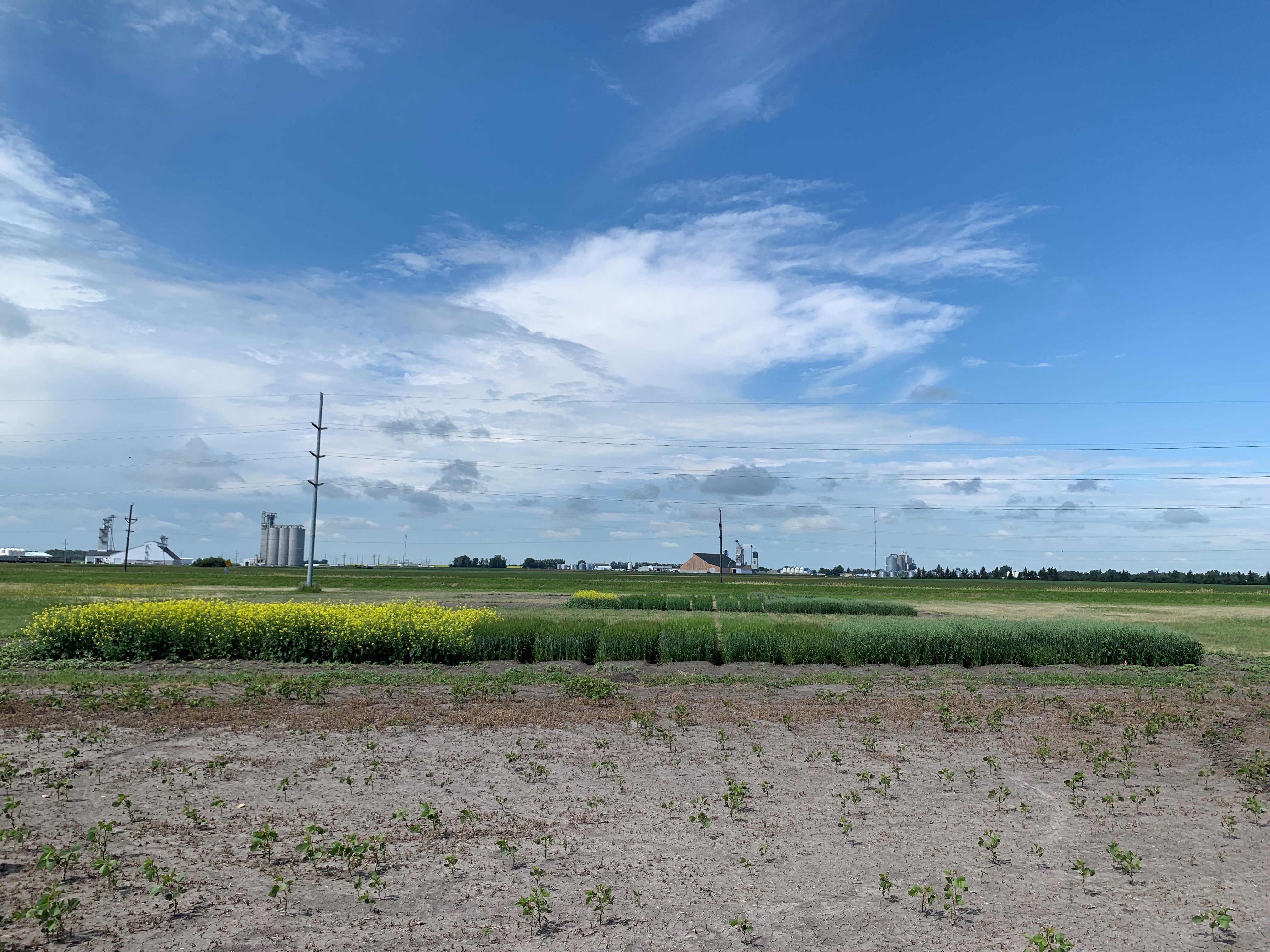 Picture of the trial with low to moderate salinity and sodicity.