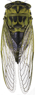 Annual cicada