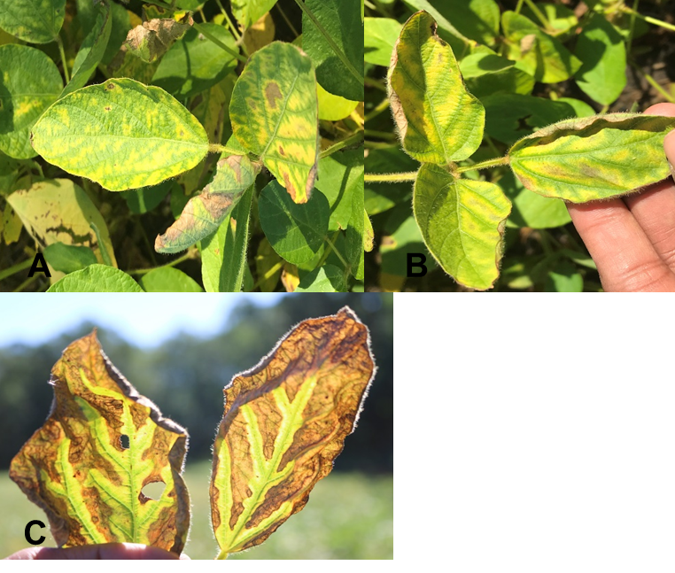 Three photos showing SDS foliar symptoms: pale green/yellow spots between veins, bright yellow spots with green veins, and dead/brown spots with green veins.