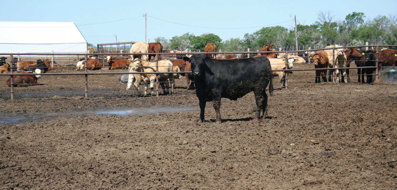 Cattle