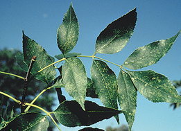 Green Ash tree
