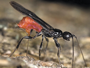 Figure 19