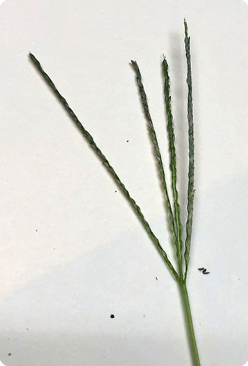 Figure 5a