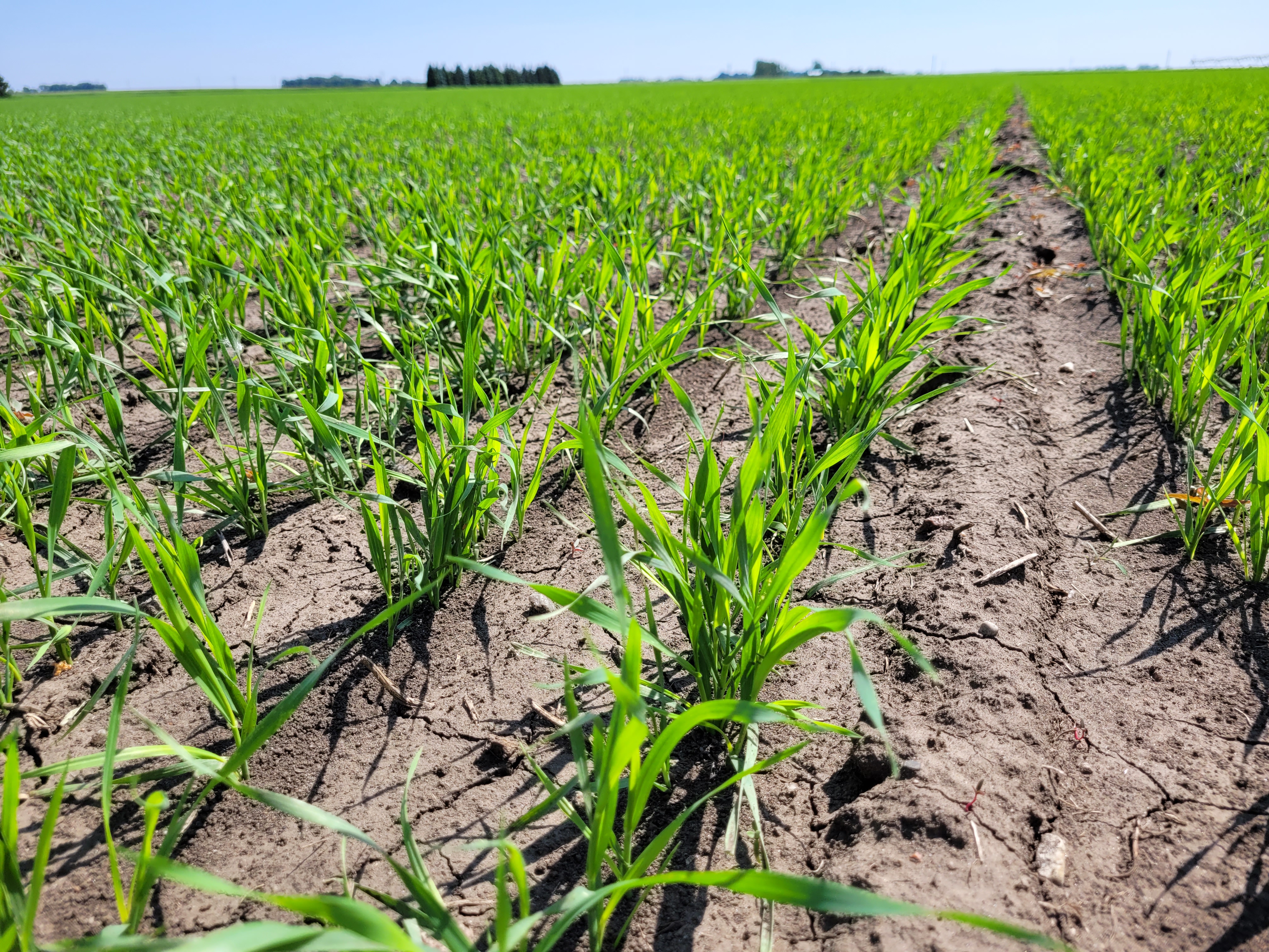 Hard red spring wheat seedlings in a field