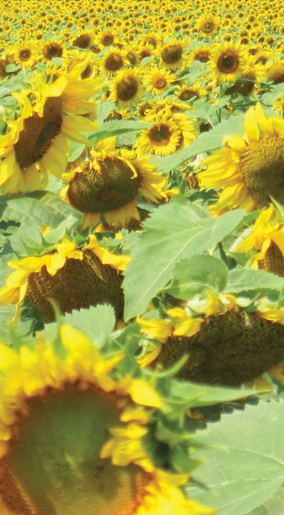 sunflower