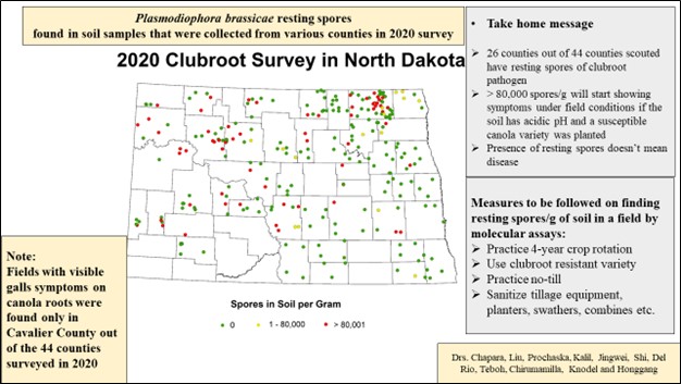 Map of ND counties showing Plasmodiophora brassicae resting spores detected in 2020 soil samples via molecular assays.