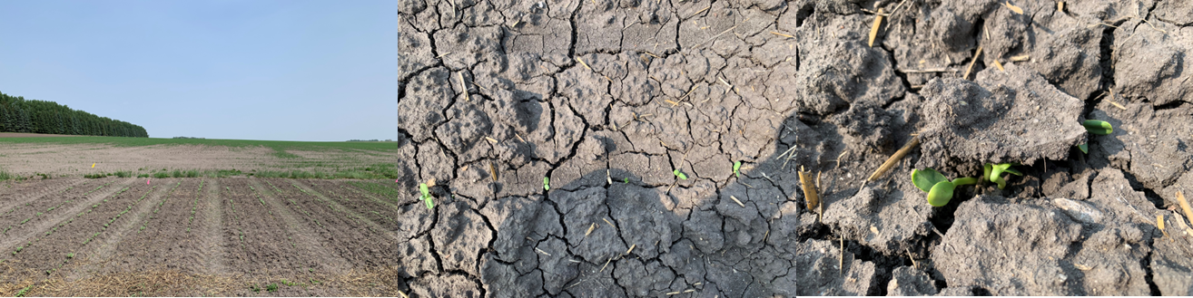 Sunflower seed germinating easily in level 1 (low/moderate salinity-sodicity), but only through cracks or lifted crust in levels 2 and 3 on June 13, 2023.