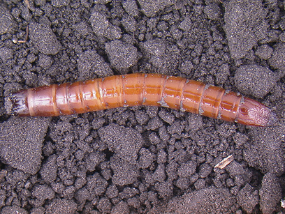 Figure 18