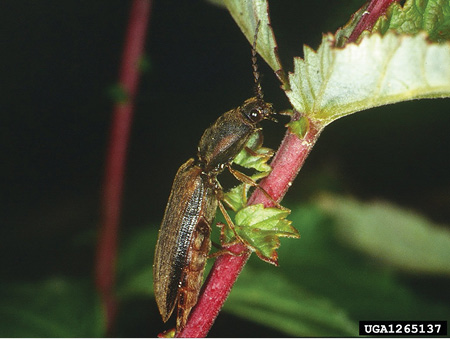Figure 19