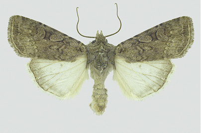 Figure 23