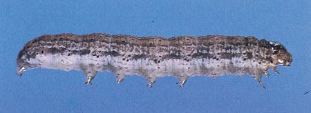 Figure 24