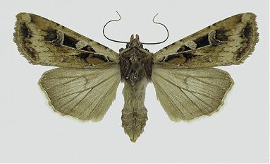 Figure 25