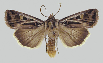 Figure 27