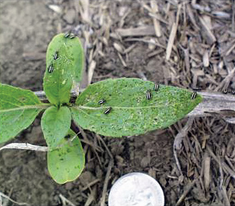 Figure 33
