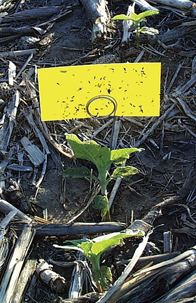 Figure 34