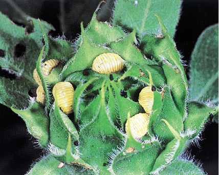 Figure 36